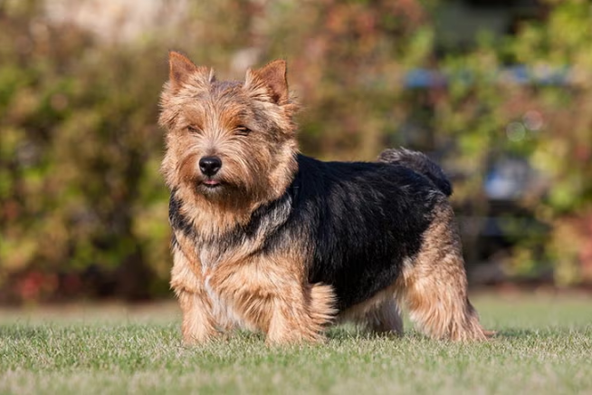 Norwich Terrier em pé ao ar livre