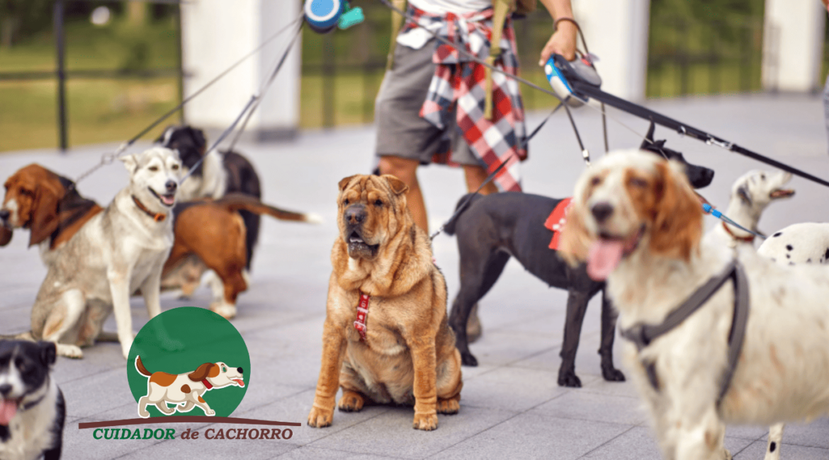 Passeador de Cachorro em SP