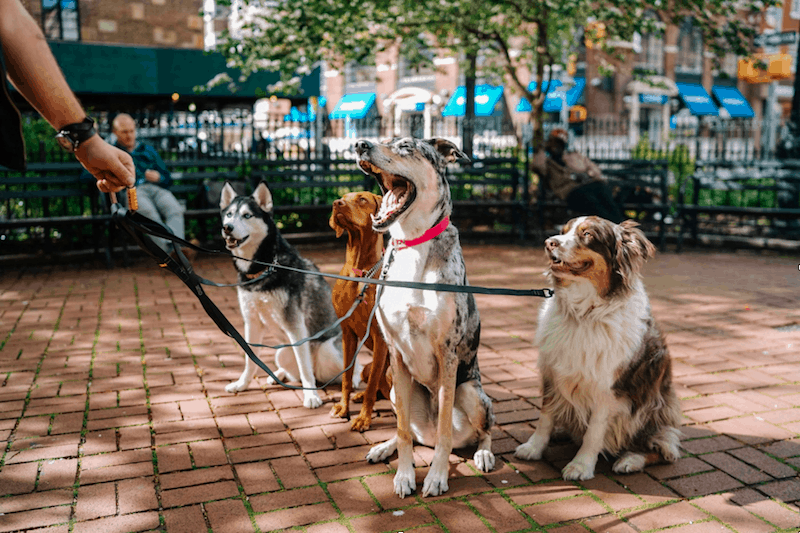 Passeador de Cães em SP