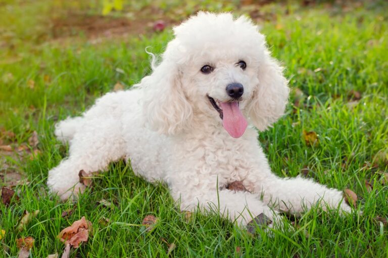 Poodle branco relaxando em um campo verde, feliz e brincalhão