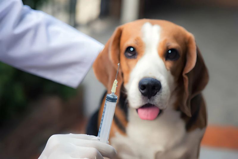 Primeira Vacina do Cachorro