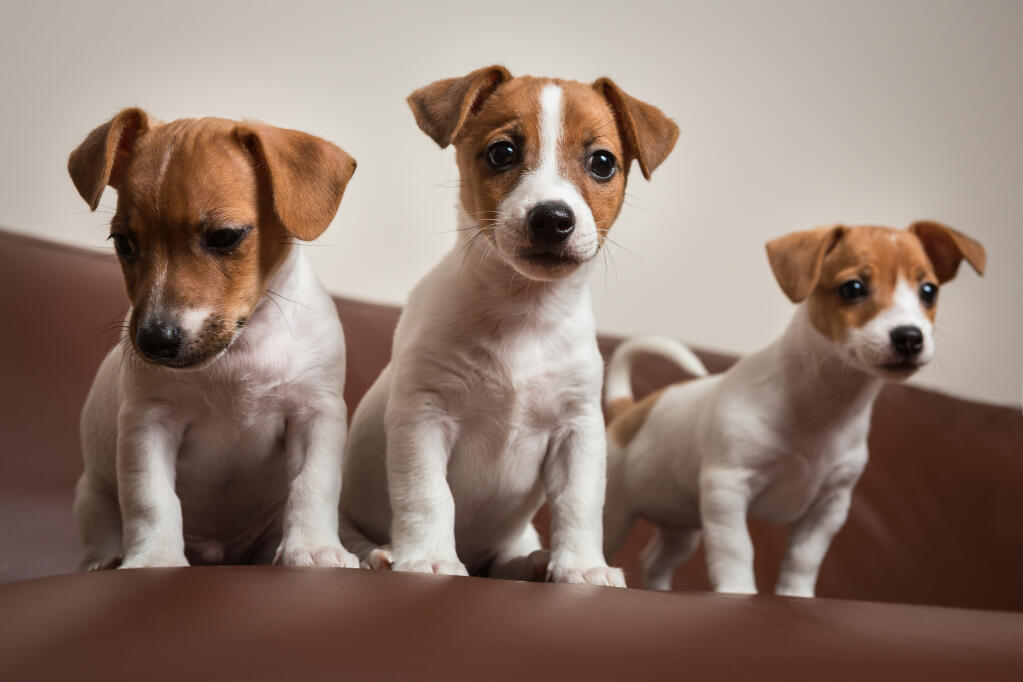 Socialização do Cachorro Jack Russell Terrier