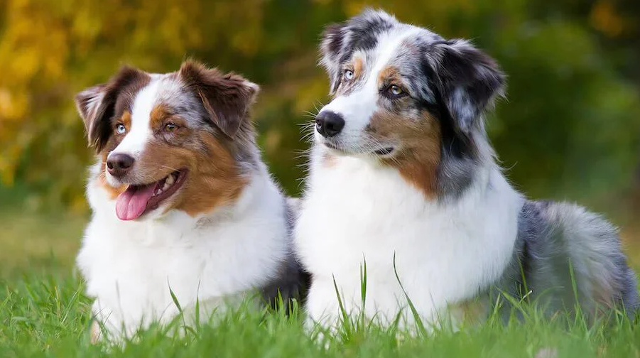 Socialização do Cachorro Pastor Australiano