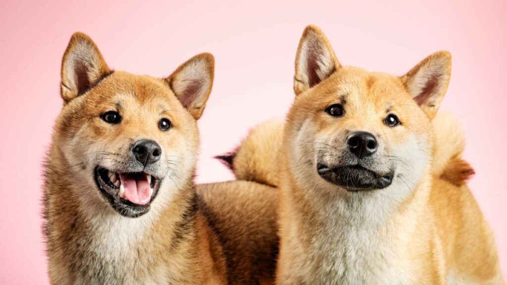 Socialização do Cachorro Shiba Inu