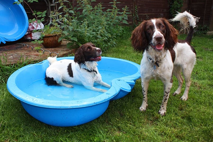 Socialização do Cachorro Springer Spaniel Inglês