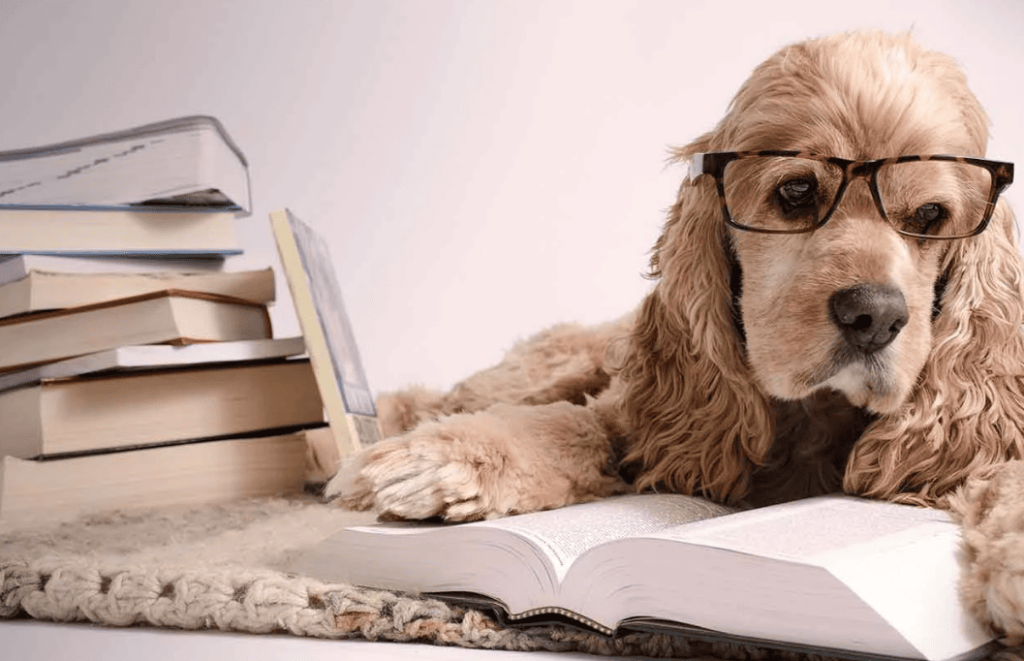 Um cocker spaniel de óculos descansa sobre um livro.