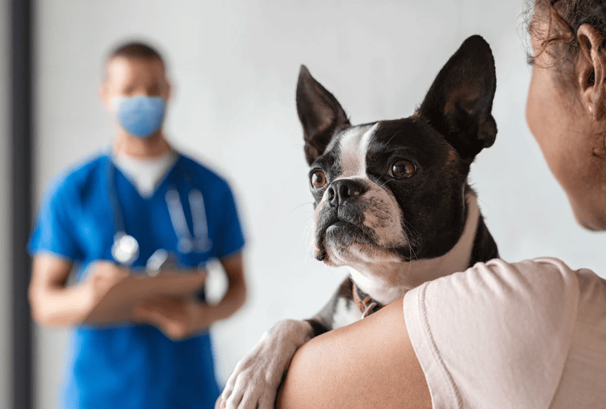 Veterinário examina cachorro