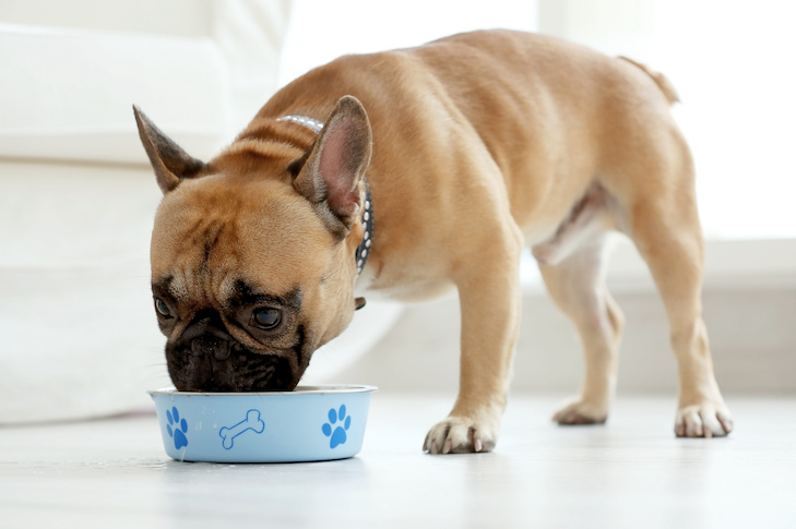 comida para cães