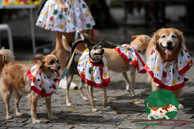 cuidados com cachorros no Carnaval