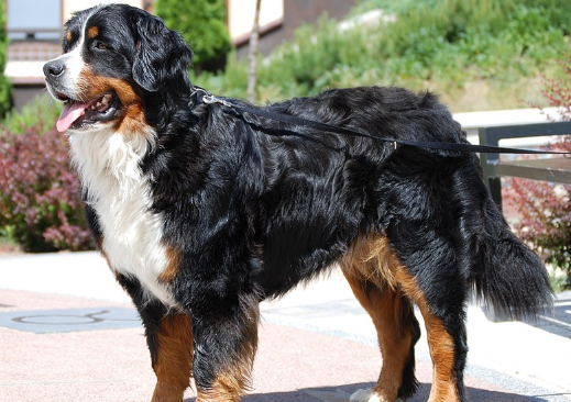 Bernese