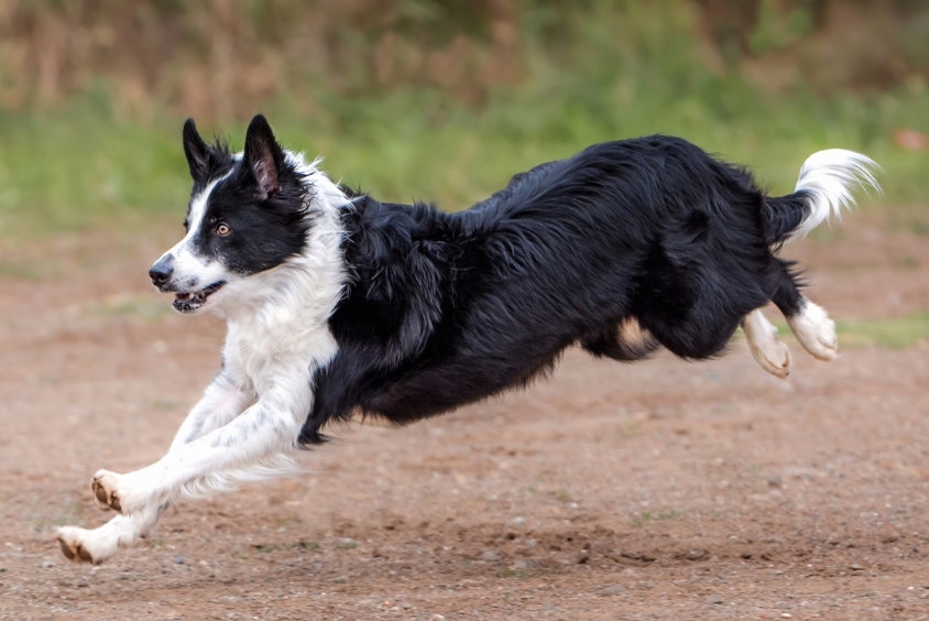 Border Collie