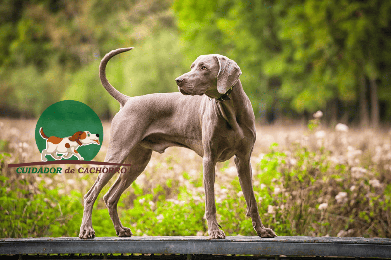 Cachorro Weimaraner