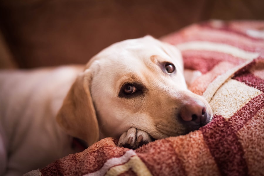 Cachorro descansando em uma coberta macia