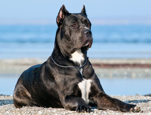 Cane Corso