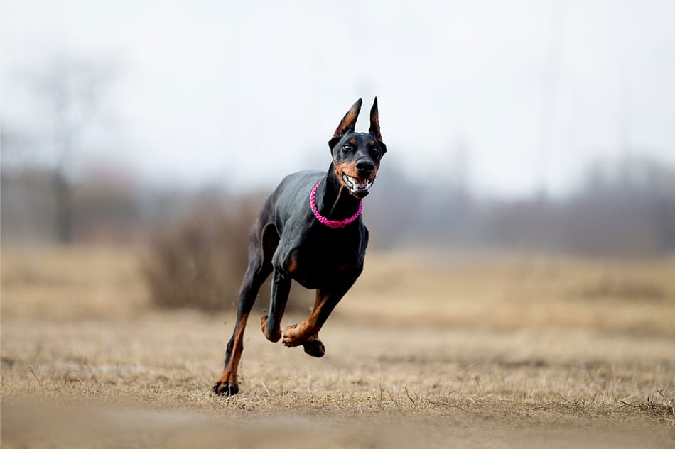 Doberman