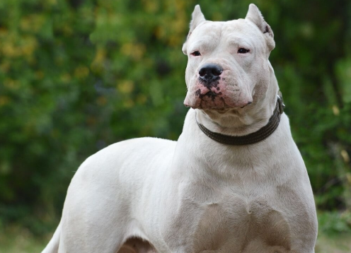 Dogo Argentino