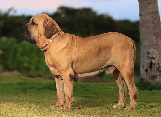 Fila Brasileiro