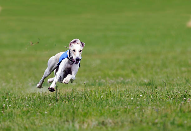 Galgo Inglês