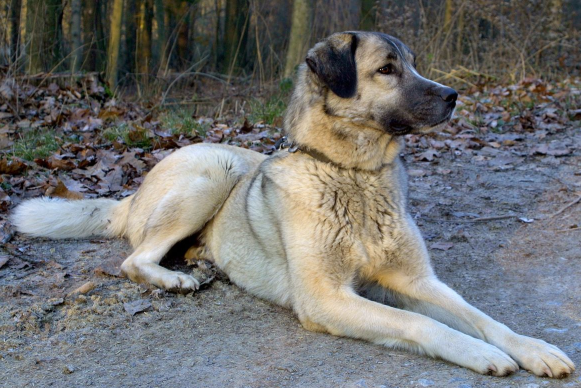 Kangal