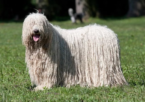 Komondor