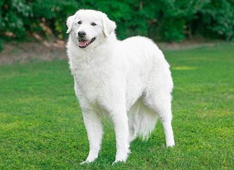 Kuvasz