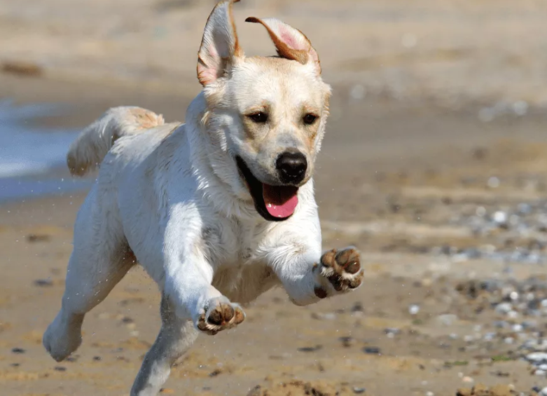 Labrador Retriever cão de corrida