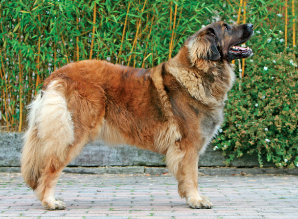 Leonberger