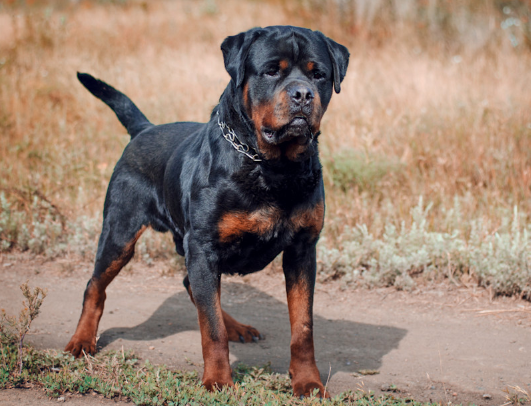 Rottweiler