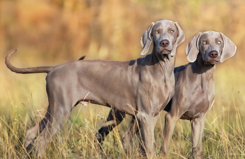 Socialização do Cachorro Weimaraner