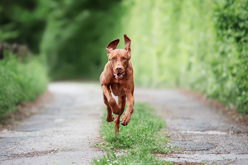 Vizsla running
