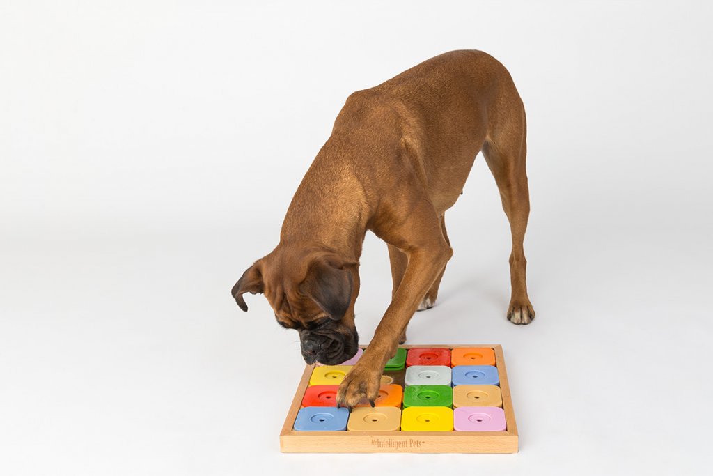 Cachorro Boxer brincando com brinquedo de quebra-cabeça