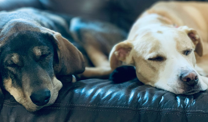 Cachorro é mamífero e muito mais inteligente