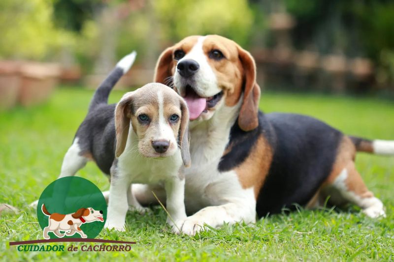 Cachorro é mamífero