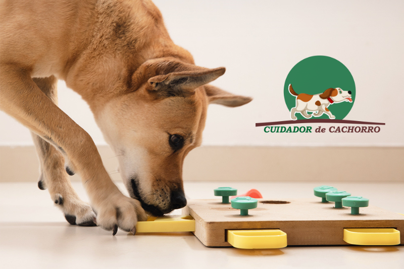 Cachorro tem memória