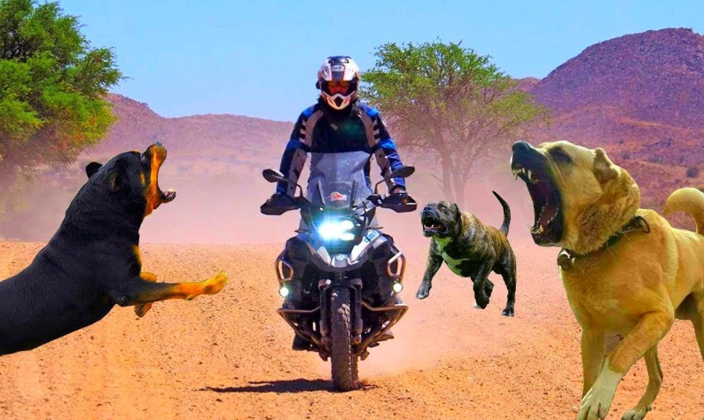 Cachorros correm atrás de motos