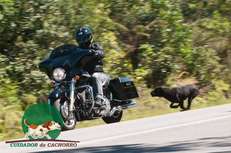 Cachorros correm atrás de motos