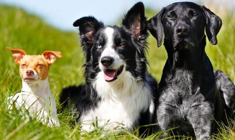 Características dos cachorros mamíferos