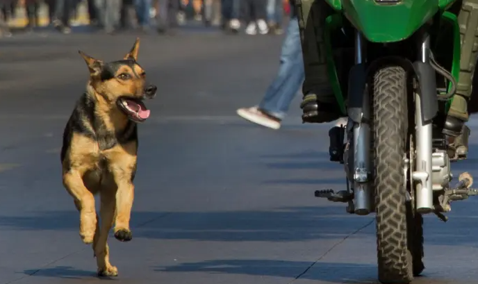 Como evitar que os cachorros corram atrás de motos