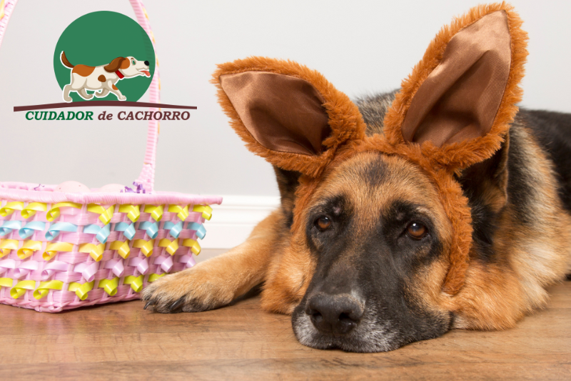 Páscoa com cachorro