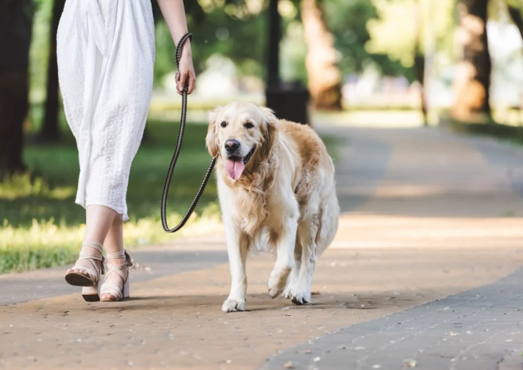 Passeando com cão no parque