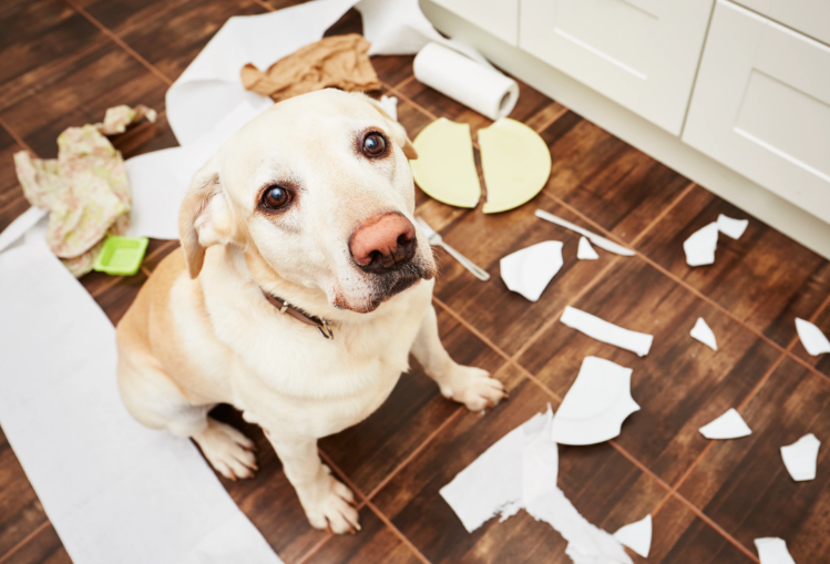 Por que meu cachorro destrói as coisas