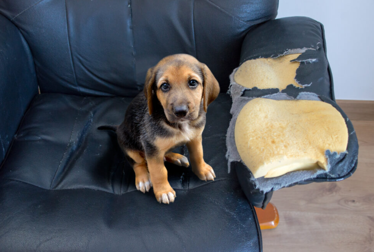 Cachorro com Comportamento Destrutivo