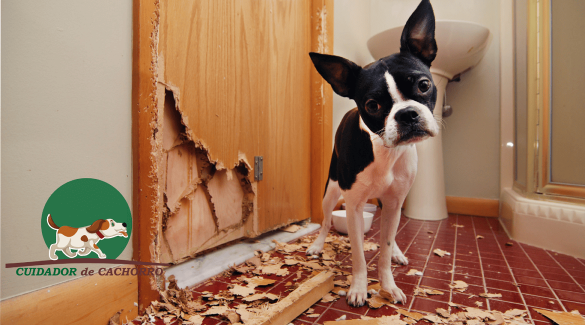 cachorro com comportamento destrutivo