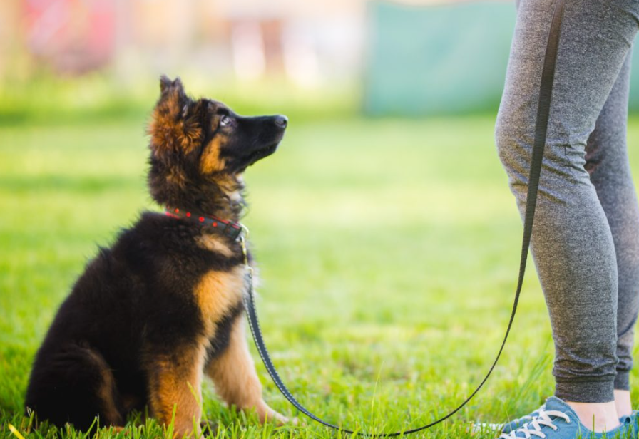 Adestrando o cachorro no parque