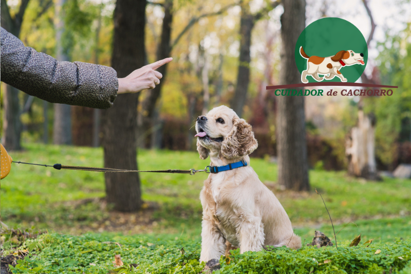 Adestre seu cão