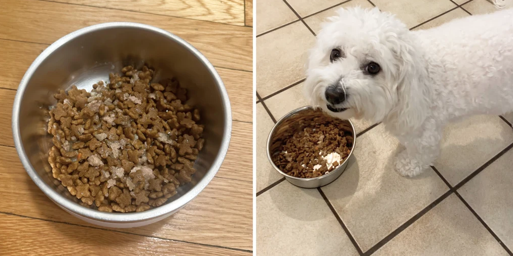 Alimentação certa para cachorro mini