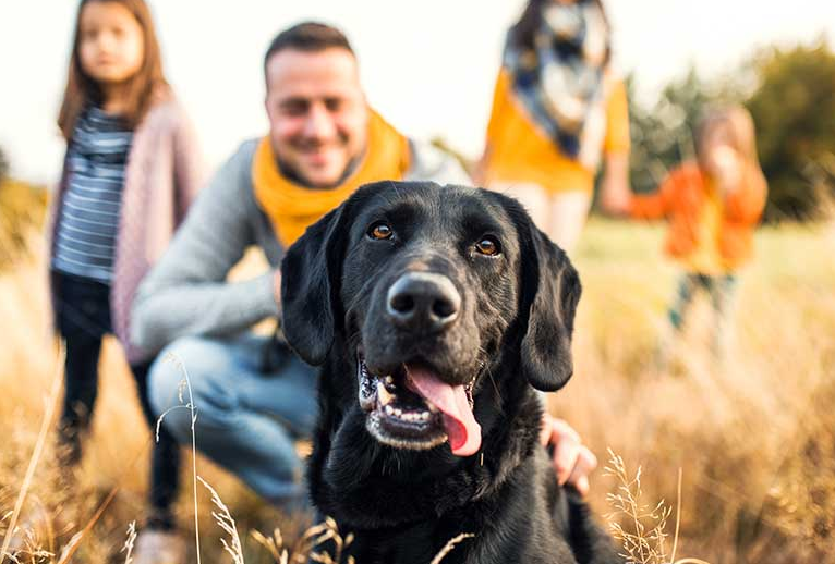 Atividades saudáveis para pets com cuidado em primeiro lugar