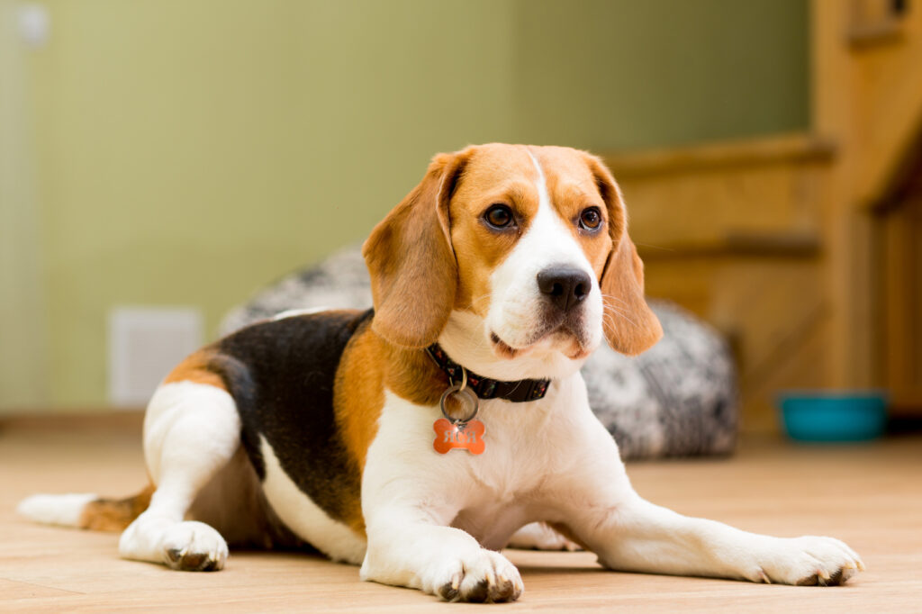 Beagle olfato aguçado