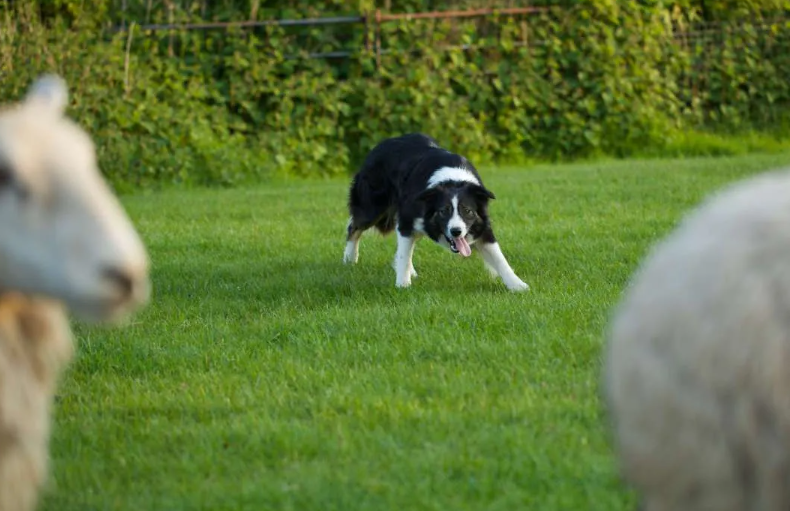 Border collie pastoreando as ovelhas
