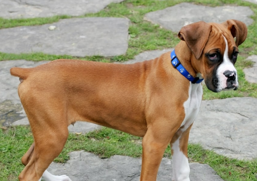 Boxers com o rabo cortado após retirada